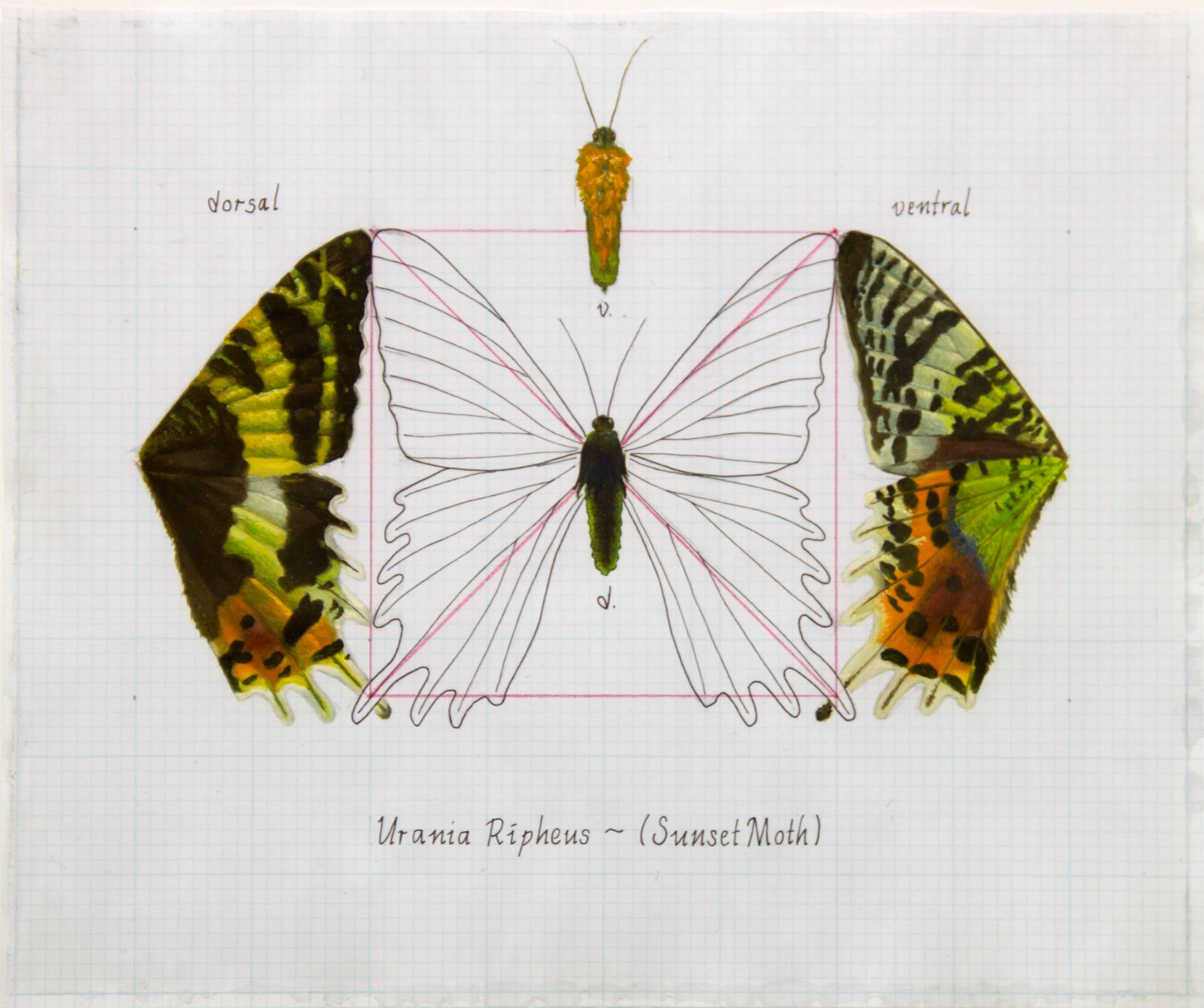 Zane York Animal Painting - "Urania Ripheus (Sunset Moth)" Realism Painting/Drawing