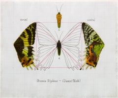 "Urania Ripheus (Sunset Moth)" Realism Painting/Drawing