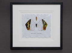 "Urania Ripheus (Sunset Moth)" Realism Painting/Drawing