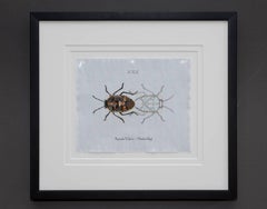 "Bagrada Hilaris (insetto dipinto)" Realismo Pittura/Disegno