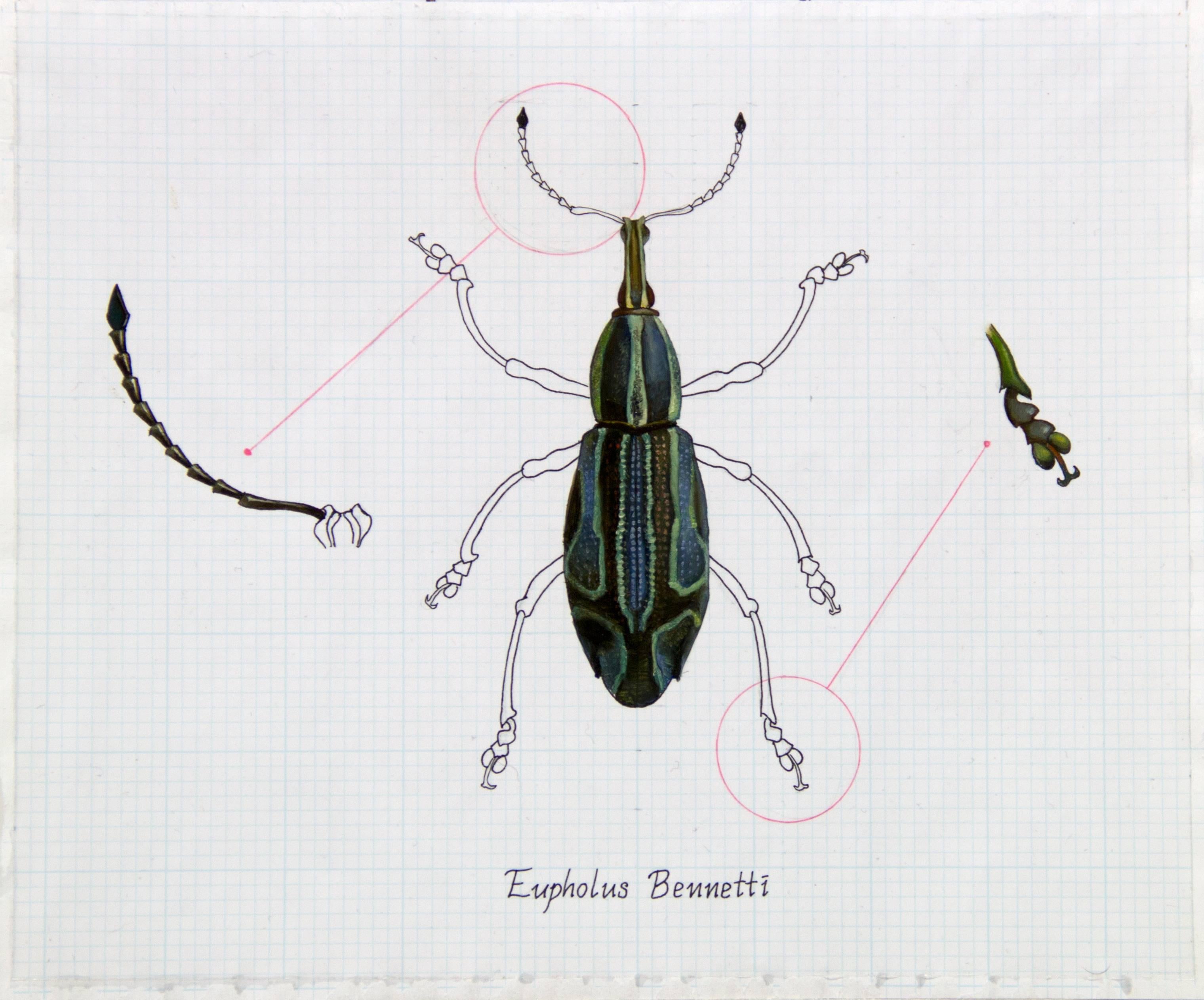 Zane York Still-Life Painting - "Eupholus Bennetti (Blue Beetle)" Realism Painting/Drawing