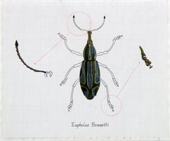 "Eupholus Bennetti (Blue Beetle)" Realism Painting/Drawing