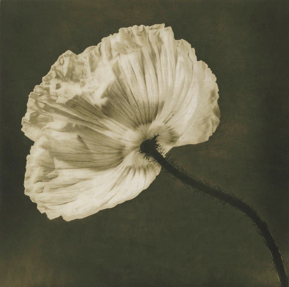 Flowers - Print by Robert Mapplethorpe