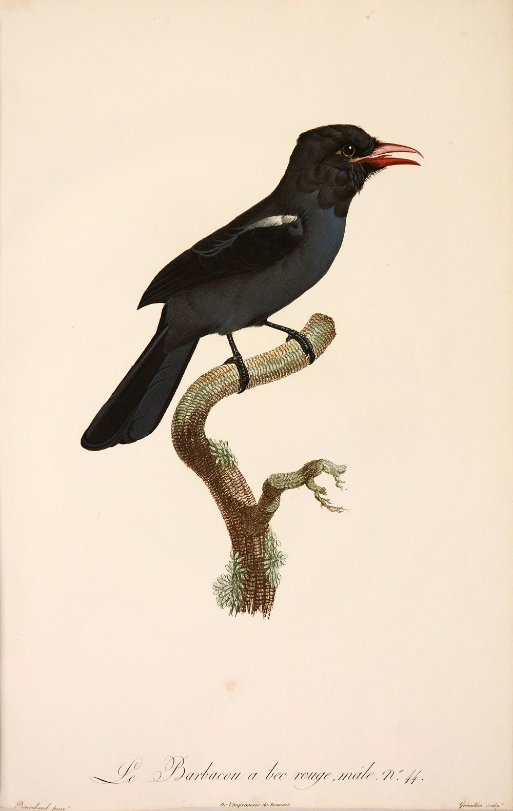 Jacques Barraband Le Barbacou A Bec Rouge Male No 44 Engraving 1806