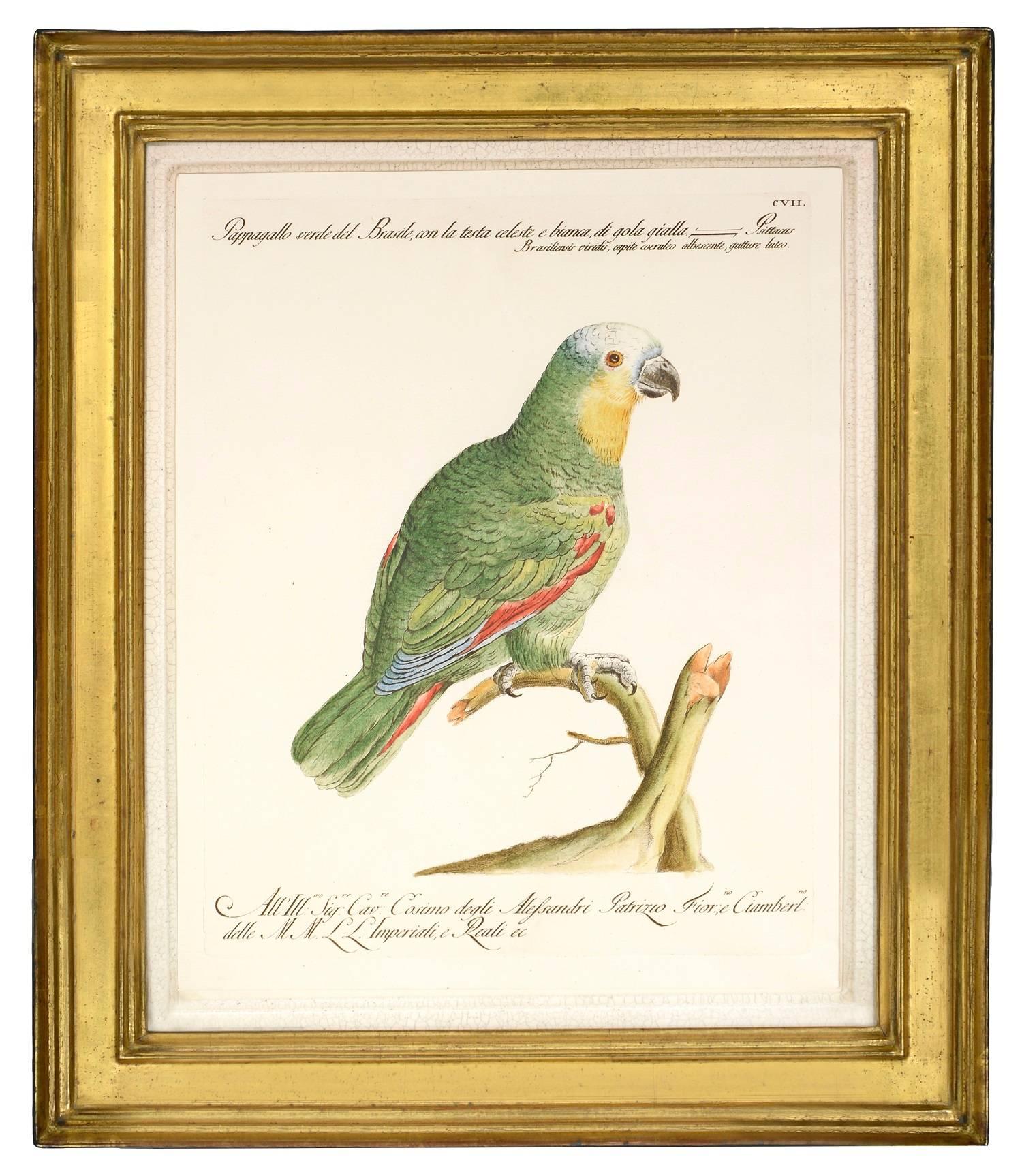 A Group of Nine Parrots. - Print by MANETTI, Saverio.