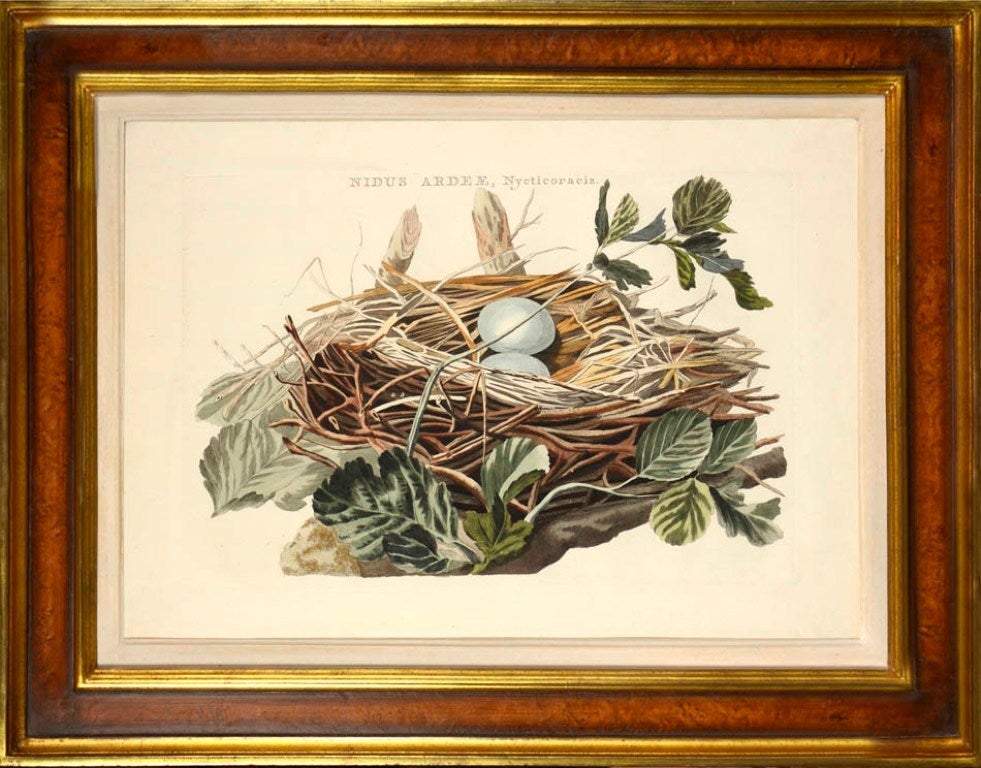 A Set of Four Birds Nests
