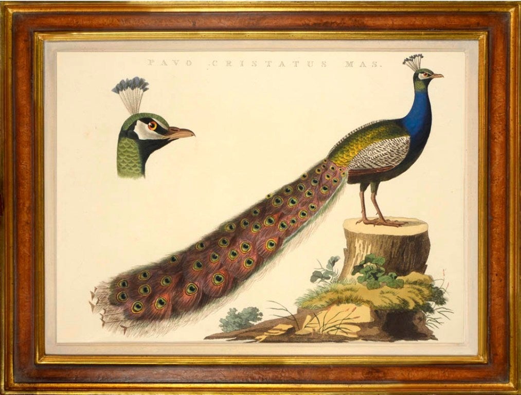 NOZEMAN, Cornelius and Jan Christian SEPP. Figurative Print - Peacock: PAVO CRISTATUS MAS, from Nederlandsche Vogelen.
