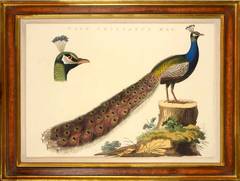 Peacock: PAVO CRISTATUS MAS, from Nederlandsche Vogelen.