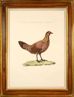 Pair of Chickens