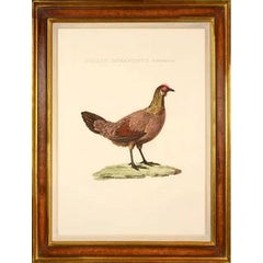 Pair of Chickens 12