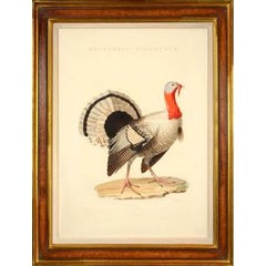 Turkey: MELEAGRIS GALLOPAVO, from Nederlandsche Vogelen 6