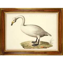 Pair of Swans 5