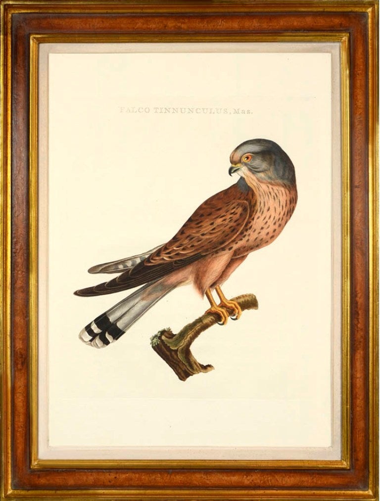Set of Six Birds of Prey - Print by Cornelius NOZEMAN