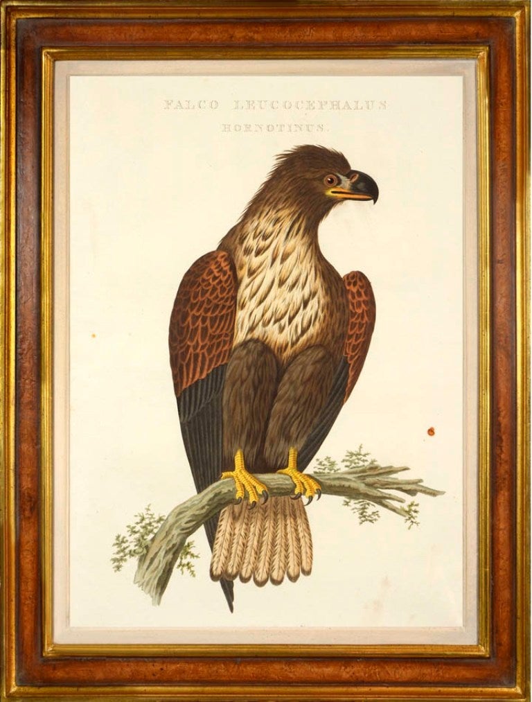 Set of Six Birds of Prey - Beige Still-Life Print by Cornelius NOZEMAN