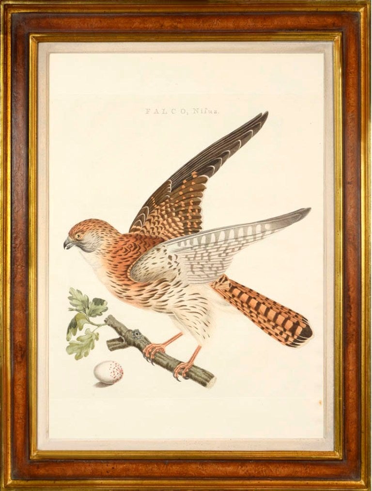 Set of Six Birds of Prey - Naturalistic Print by Cornelius NOZEMAN