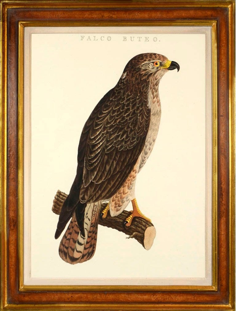 Cornelius NOZEMAN Still-Life Print - Set of Six Birds of Prey