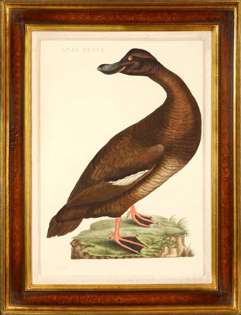 Group of Four Ducks - Naturalistic Print by Cornelius NOZEMAN