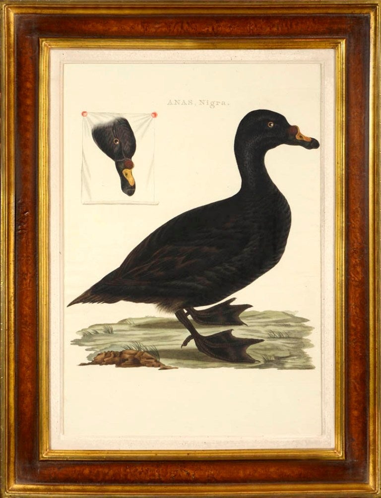 Group of Four Ducks - Beige Animal Print by Cornelius NOZEMAN