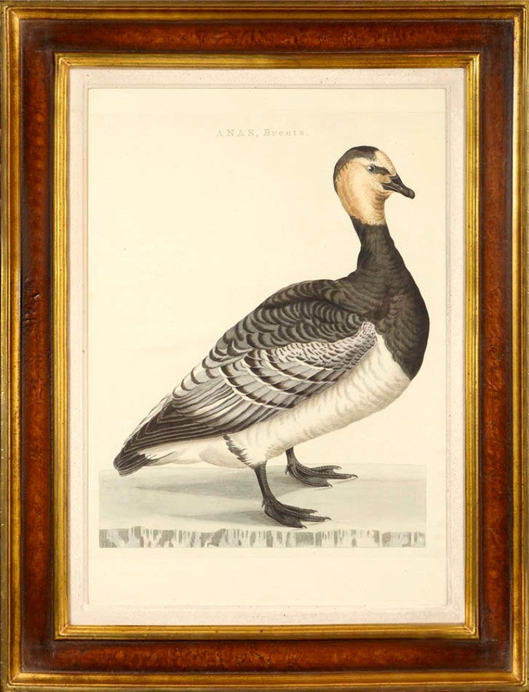 Cornelius NOZEMAN Animal Print - Group of Four Ducks