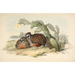 A monograph of the odontophorinae, or partridges of America. 1