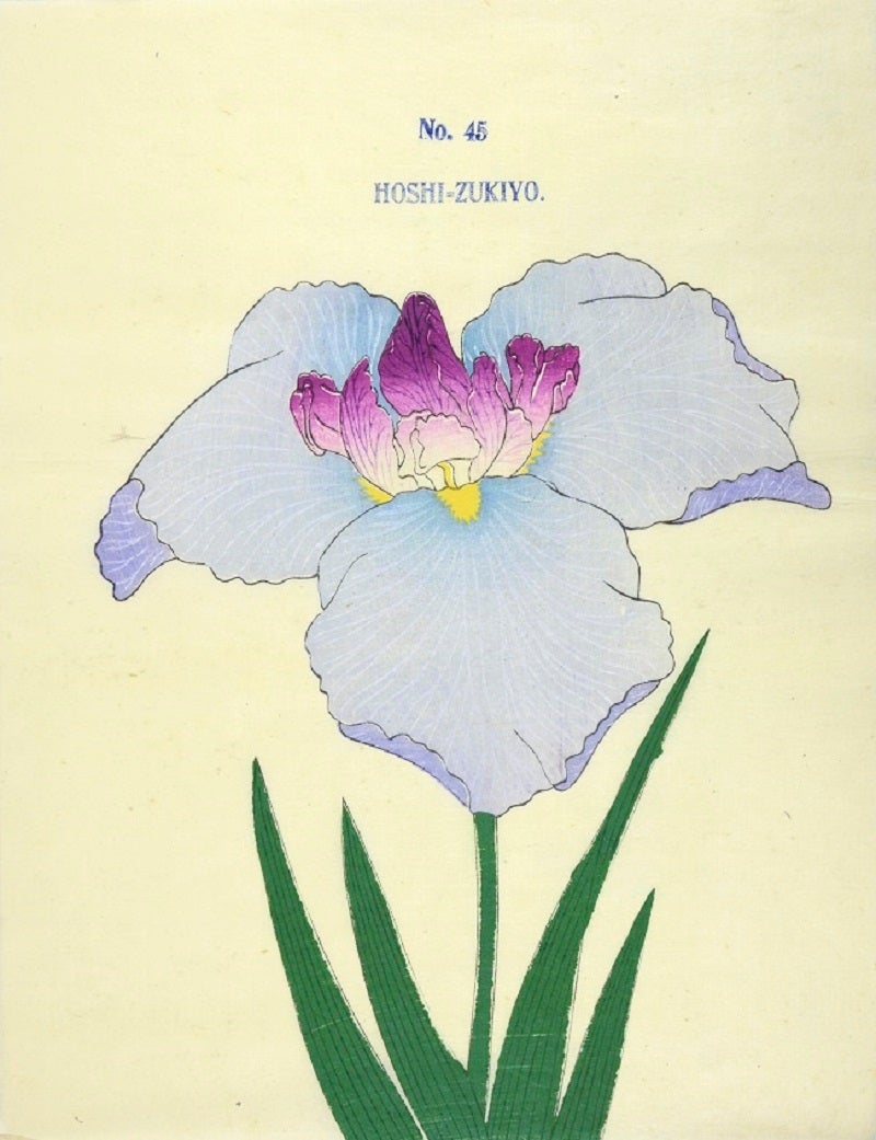 Anonymous, Unknown Japanese Iris, Print For Sale at 1stdibs
