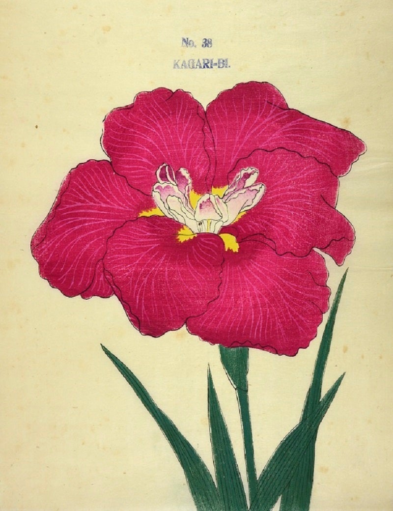 Anonymous, Unknown Japanese Iris, Print For Sale at 1stdibs