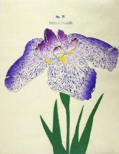 Antique Japanese Iris