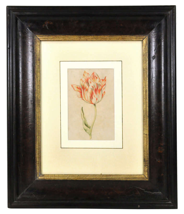 Unknown Still-Life - Tulip Drawing