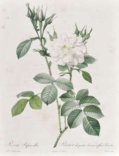 Rosa Bifera alba. Rosier des quatre Saisons a Fleurs Blanches.