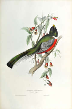 Trogon Ambiguus. Trogon douteux.