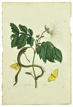 Wycke-Bockies, Plate 51.