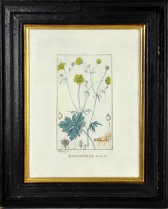 18th Century and Earlier Still-life Drawings and Watercolors