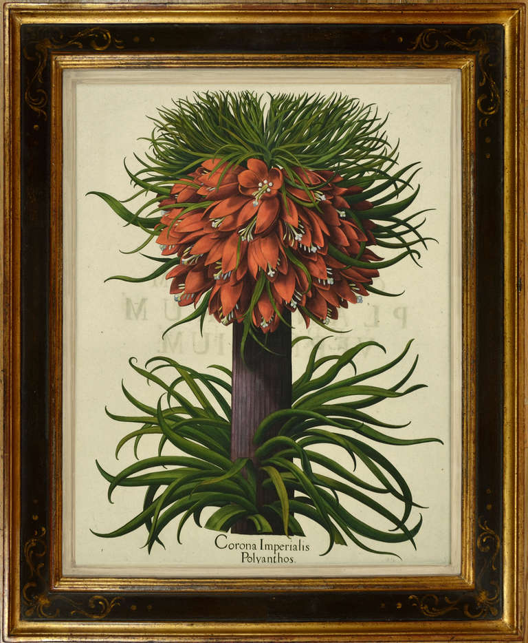 Basilius Besler Still-Life Print - Corona Imperialis Polyanthos.