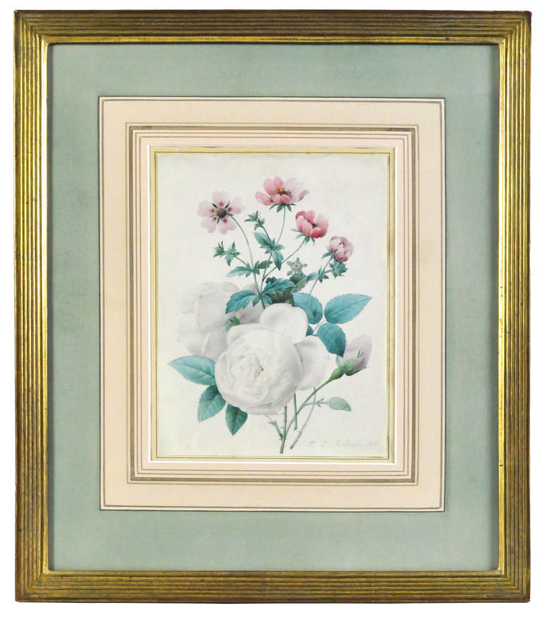 Pierre-Joseph Redouté Still-Life - White rose with other flowers. Floral watercolour on vellum.