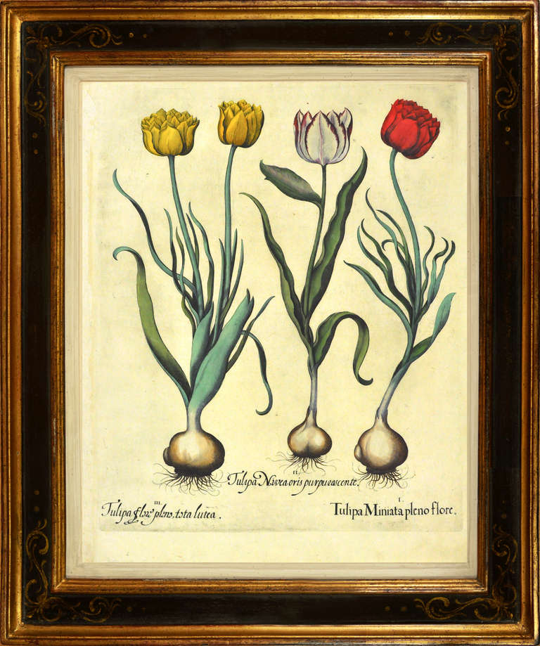 Basilius Besler A Set of Four Tulips., Print For Sale at 1stdibs