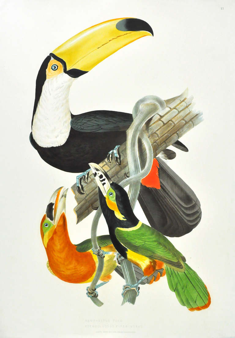 Ornithologie Bresilienne ou Histoire des Oiseaux du Brésil.