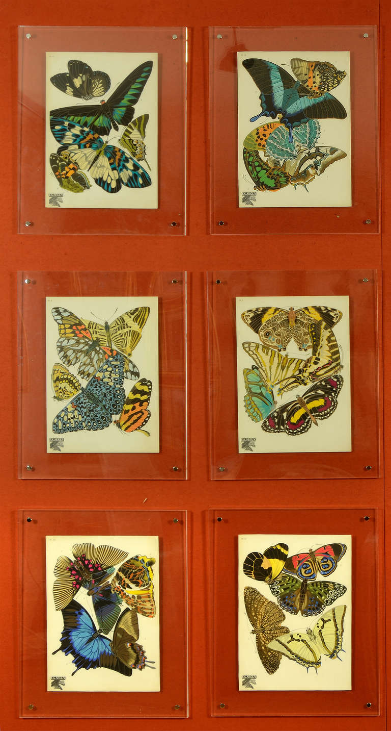 SEGUY, E[ugene] A[lain]. Animal Print - Papillons: a Set of Six Hand-Coloured Lithographs.
