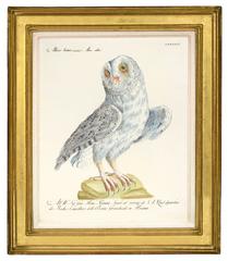 A Group of Six Owls.