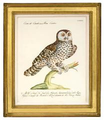 A Group of Six Owls.