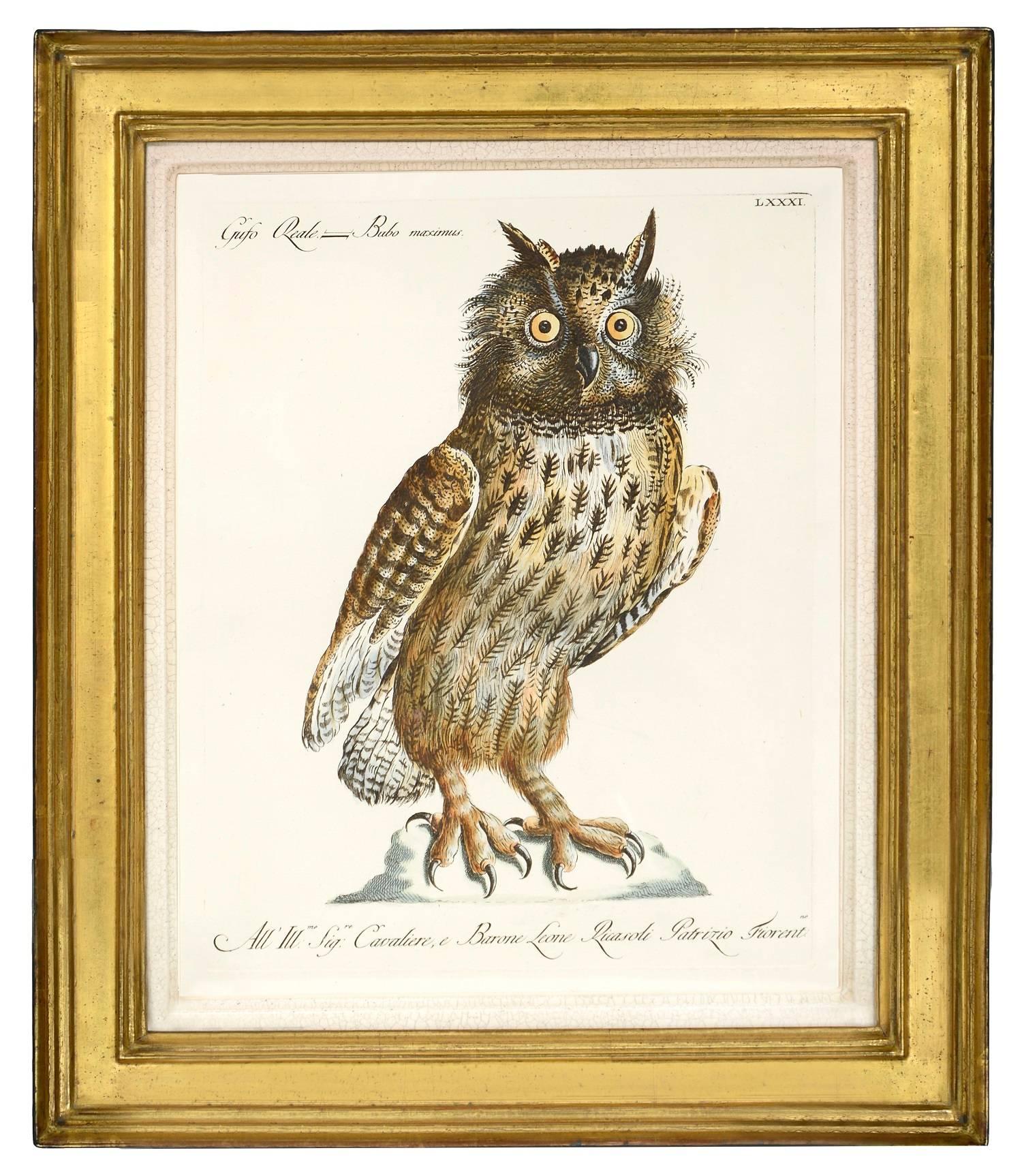 Hand-coloured etching, with engraving. Original colour. Very good condition with strong, fresh colour and full margins.  Framed and glazed, overall dimensions: 
41.5 by 49.5 cm.
Storia naturale degli uccelli... was one of the finest bird books