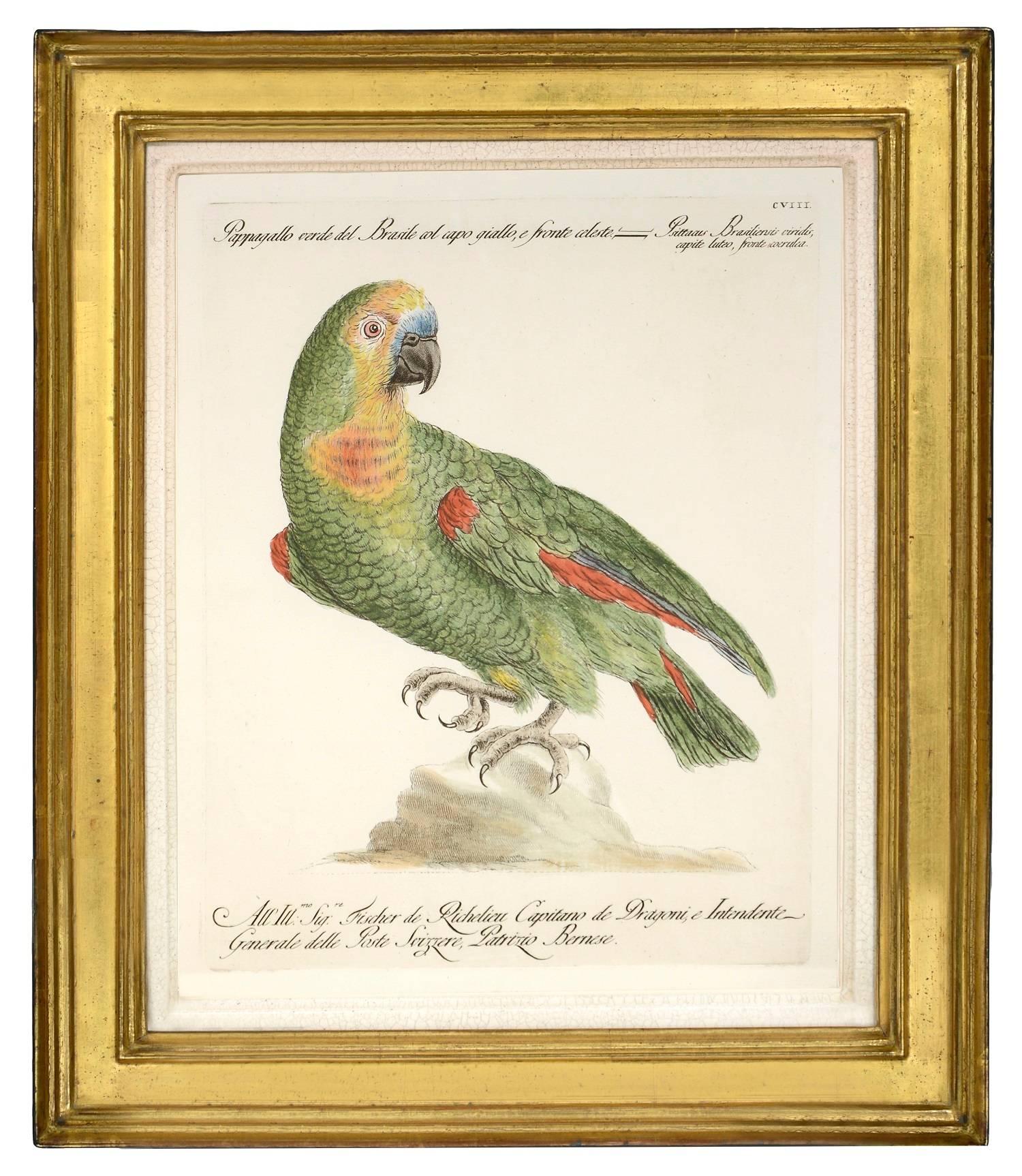 Hand-coloured etchings, with engraving. Original colour. Very good condition with strong, fresh colour and full margins.  Framed and glazed, overall dimensions: 41.5cm by 49.5cm.
Storia naturale degli uccelli... was one of the finest bird books