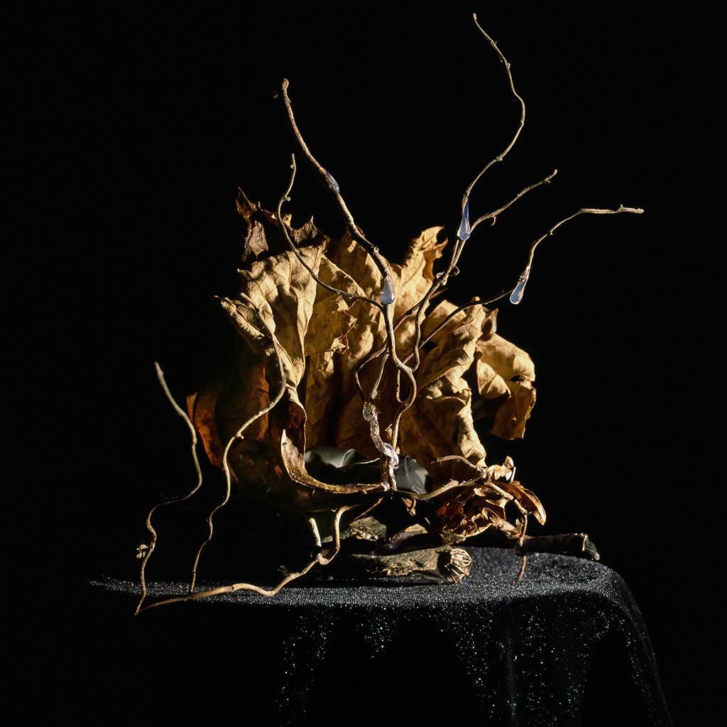 Holly King Still-Life Photograph - Still life #1