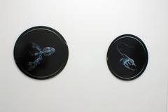 Embryon 8 Abstract Photography, Plexiglass and Digital Print, 2010+