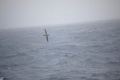 Al fin apareció un albatros (o el pájaro que hacía soplar la brisa)