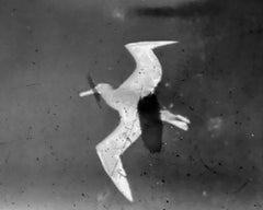 He Shot the Albatross, Contemporary Digital Print, Unframed 10 x 8