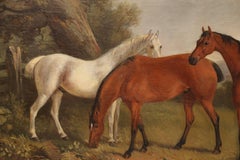 Deux baies et un gris dans un paysage