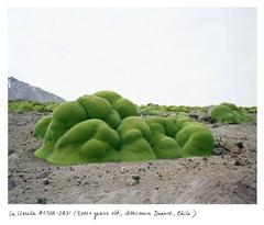 La Llareta #0308-2B31 (3000+ years old; Atacama Desert, Chile)
