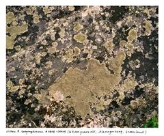 Map lichen R. Geographicum #0808-04A05 (3,000 years old; Southern Greenland) 10