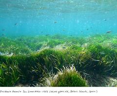Posidonia Sea Grass #0910-0753 (100, 000 years old; Baleric Islands, Spain)