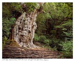 Jomon Sugi, Japanese Cedar #0704-002 (2, 180 – 7, 000 years old; Yaku Shima, Japan